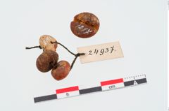Foto von Perlenkette (NHMW-PRAE-024937)